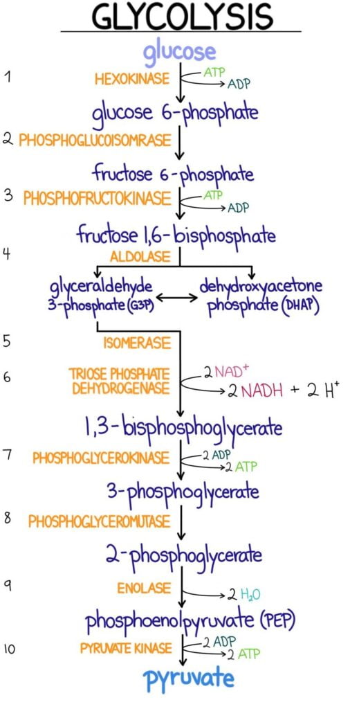 biochemistry-preparing-to-become