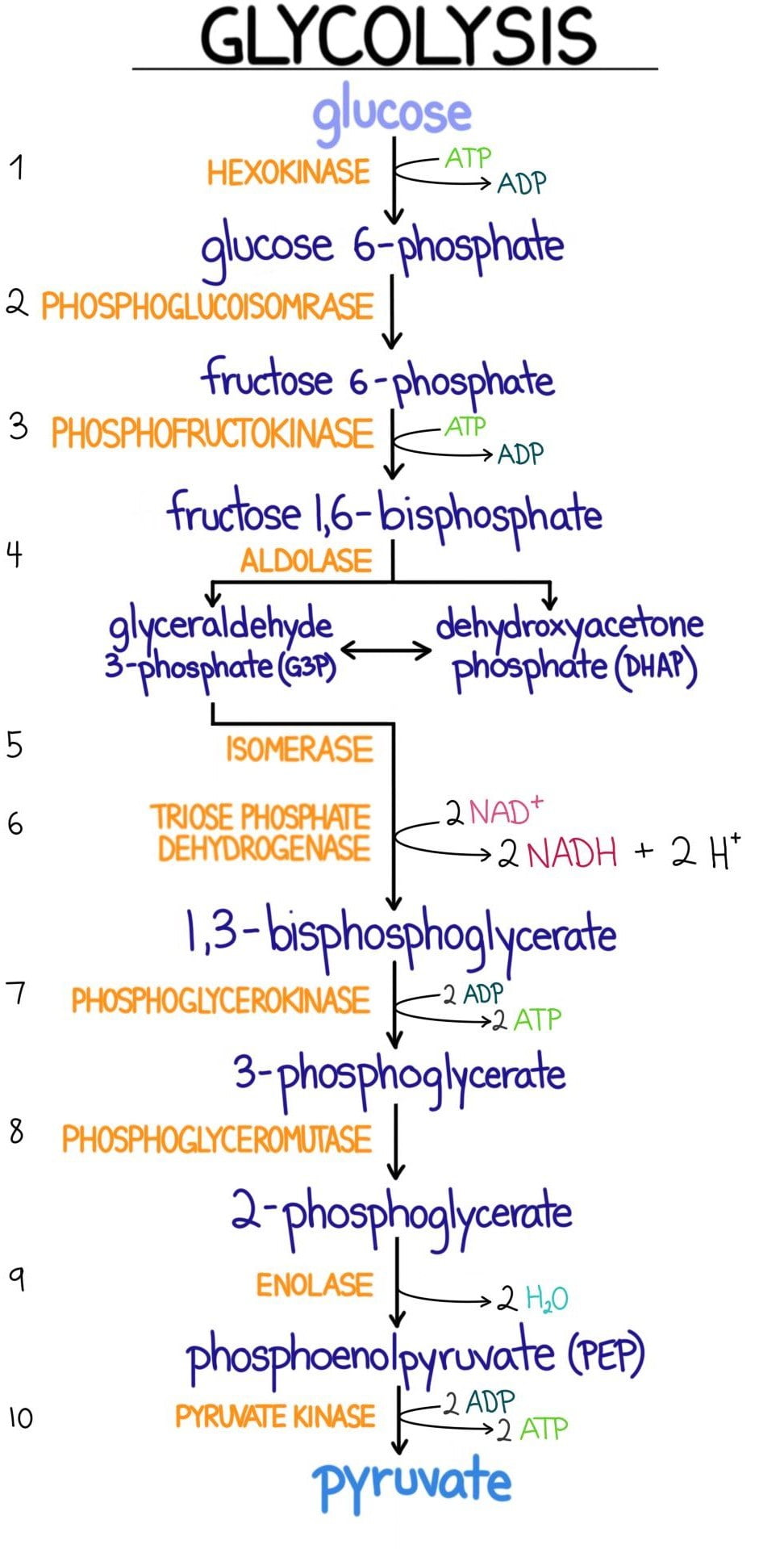 Biochemistry | PREPARING TO BECOME